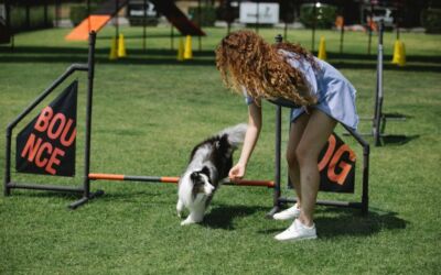 Finding the Right Dog Training Specialist for Your Pet