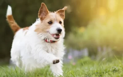 Choosing the Best Dog Trainer for Your Pet